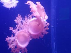 -多彩贵州城极地海洋世界