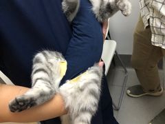 -关爱宠物医院·猫科中心·消化科(滨湖万达分院)