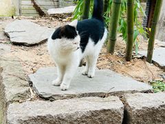 -老张烤羊(王哥庄店)