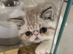 -糯米喵星人总部直营旗舰店·猫舍·幼猫出售