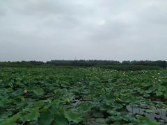 -荷塘月色湿地公园·向阳花洲
