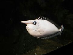 -珠海长隆海洋王国