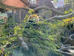 -常州淹城野生动物世界