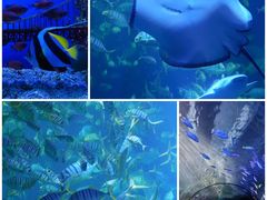 -太平洋海底世界