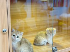 -猫十亿·布偶金渐层·曼基康矮脚猫舍(青年路店)