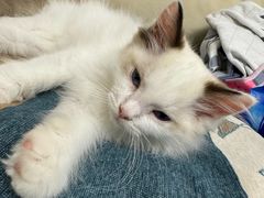 -宠爱国际动物医院· 猫科· 外科·中兽医(长白店)