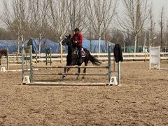 -北京群众马术培训基地