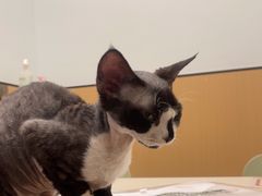 -瑞派康怡24h宠物医院·犬猫医疗中心·微创绝育(瑞景分院)
