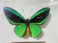 -上海昆虫博物馆