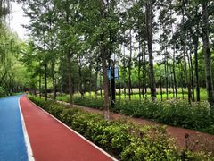 -大兴滨河森林公园