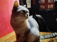 -猫色咖啡·猫咖