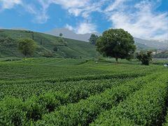 -龙坞茶村