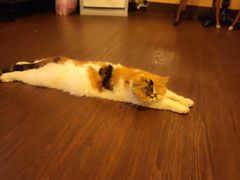 -猫岛主趣味餐厅(鼓浪屿店)