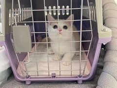 -lincat·猫舍(广州店)