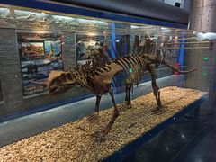 -国家自然博物馆