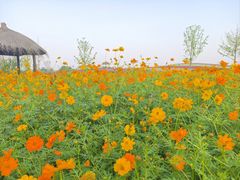 -径山花海