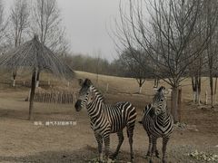 -北京野生动物园