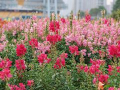 -海心沙亚运公园