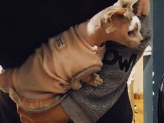 -猫小院猫主题餐厅(南锣旗舰店)