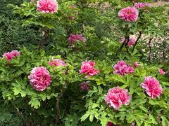 -国家植物园南园