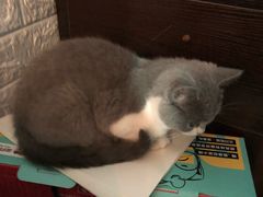 -HELLO 27 意面·沙拉·帕尼尼