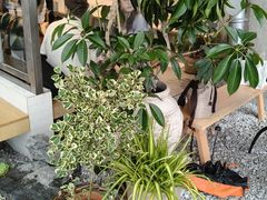 -喜茶(珠海华发商都店)