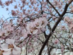 -桃花堤公园
