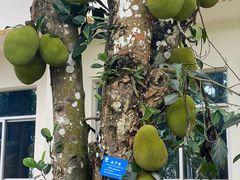 -中国科学院西双版纳热带植物园