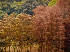 -深圳仙湖植物园