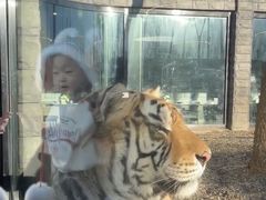 -上海野生动物园老虎餐厅