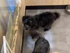 -奶牛家宠物酒店(嘉宏云顶店)