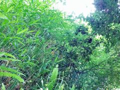 -铁山坪森林公园