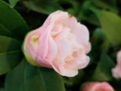 -双季花艺园艺市场(浦东店)