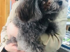 -爱侣宠医·鹦鹉专科·小型哺乳类·异宠专科(灵石路店)