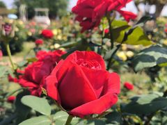 -武汉紫薇都市田园