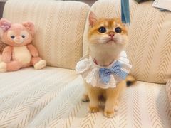 -lincat·猫舍(广州店)