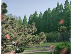 -上海共青森林公园