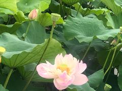 -荷塘月色湿地公园·向阳花洲