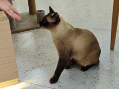 -喵园·猫主题咖啡厅·撸猫·猫咖(国贸店)