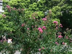 -晓港公园
