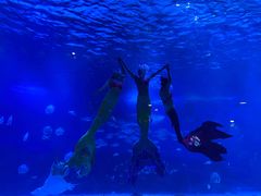 -烟台海昌鲸鲨海洋公园