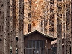 -黄海国家森林公园