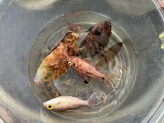 -小猫钓鱼海钓俱乐部(椰梦长廊店)