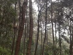 -铁山坪森林公园