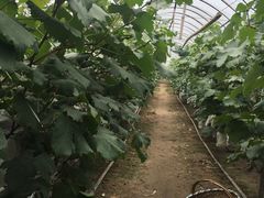 -马陆小张葡萄园农家乐