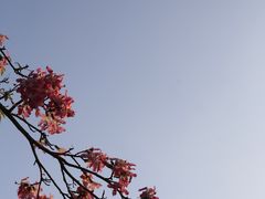 -莲花山公园