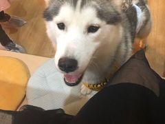 -Husky Go! 哈士奇体验馆·宠物咖啡厅狗咖