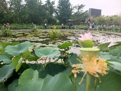 -莲花池公园