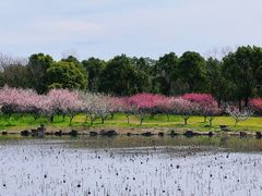 -上海海湾国家森林公园