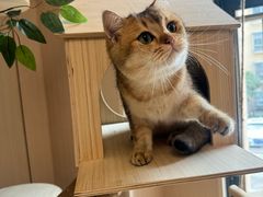 -唐小姐の私宠·宠物洗护美容·撸猫馆·购宠(周浦万达旗舰店)